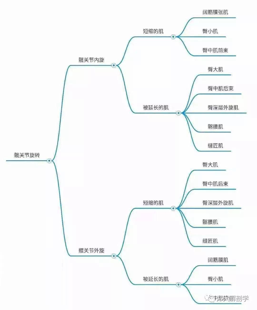 异常姿势解剖学分析导图