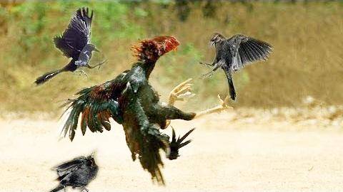 印象疯狂的动物打斗鸡和鸟打架最滑稽的在家