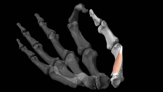 肌肉|拇指化石肌肉建模研究表明：灵巧人类拇指起源于200万年前