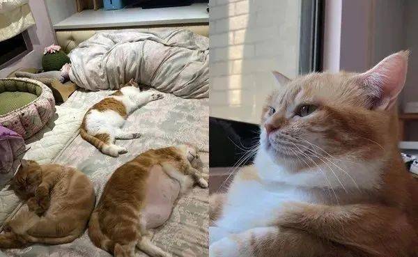 怎么才能让小猫睡到猫窝里 7c67ff59ea434055ad3caa3efbc75d19.jpeg