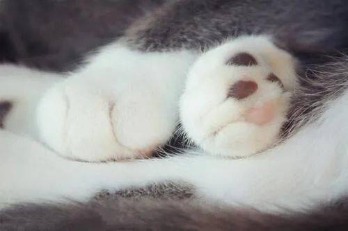 五个猫咪的小秘密 爪子