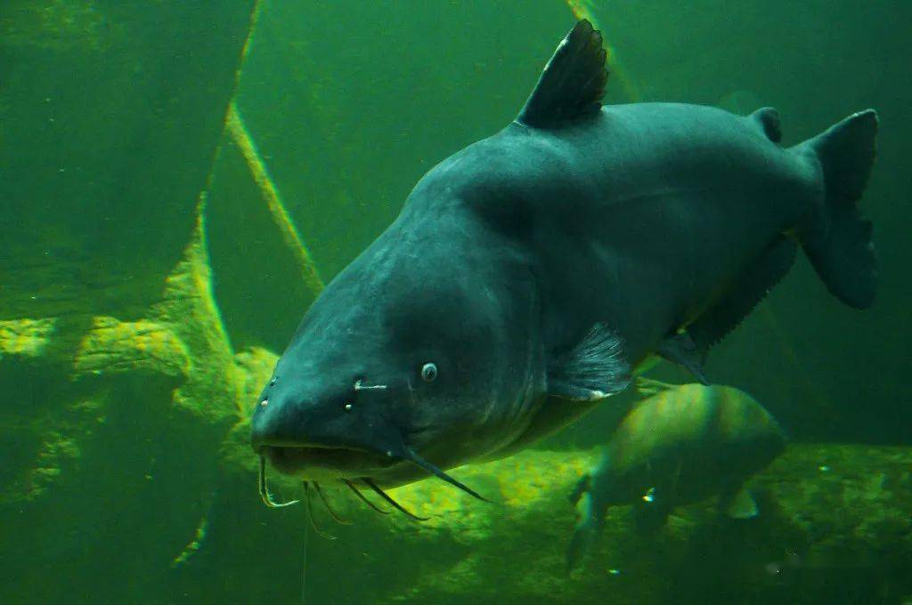 blue catfish