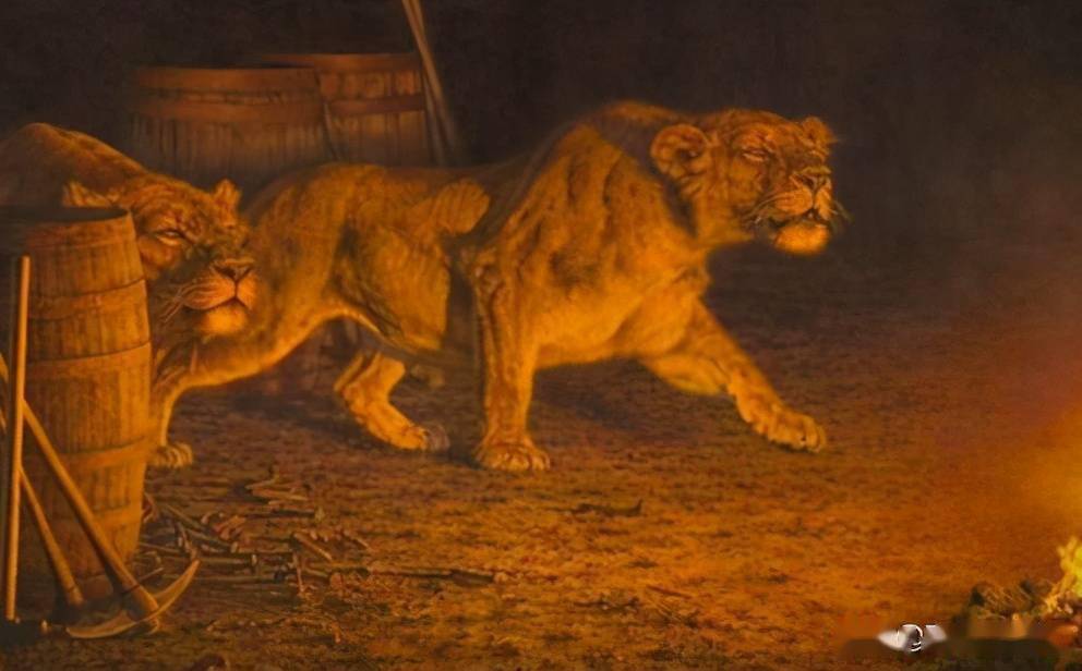 一年吃掉135人的食人狮,专门以人类为食,臭名昭著的查沃狮