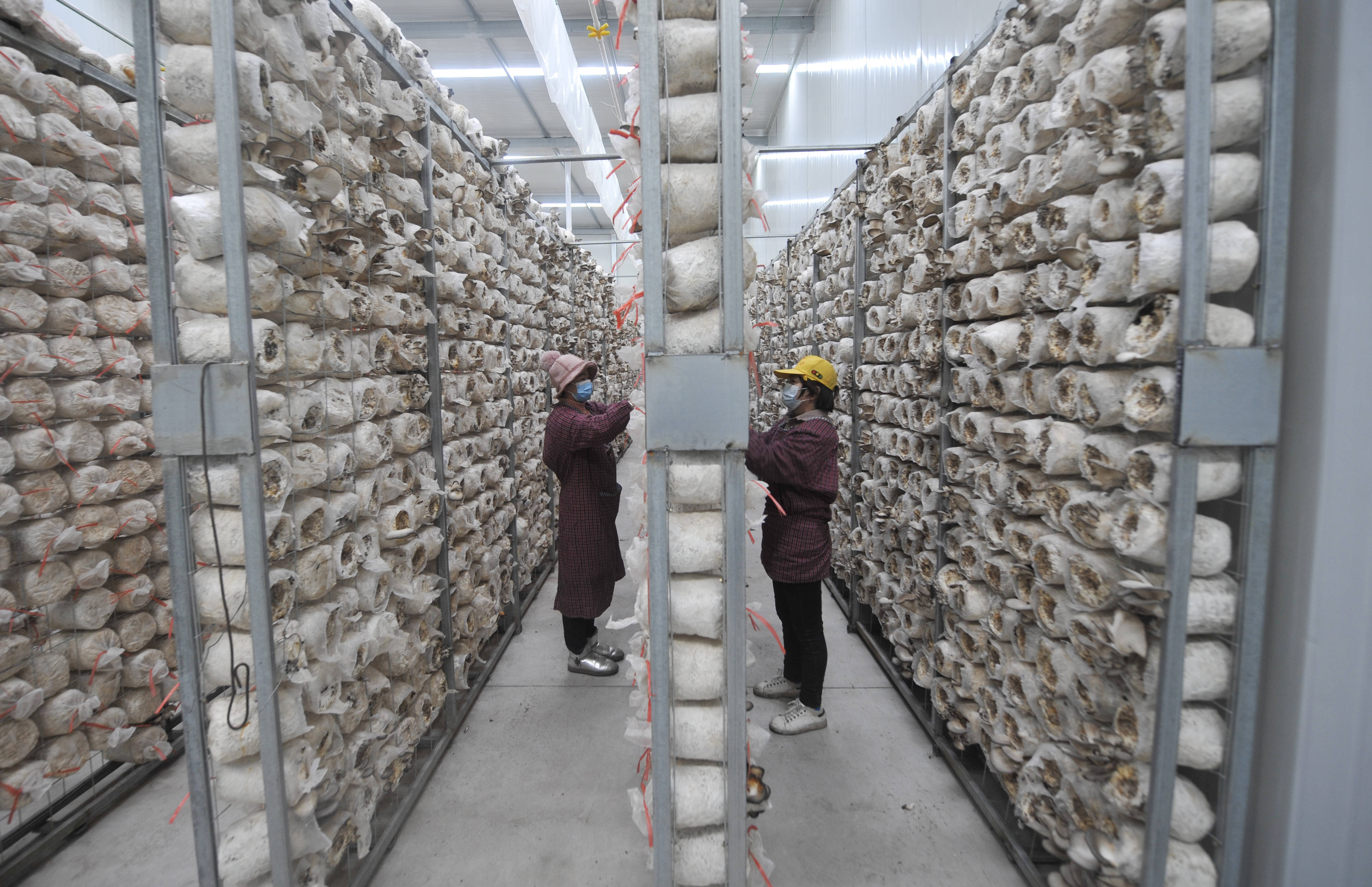 河北滦平:"微型菇房"助农增收致富