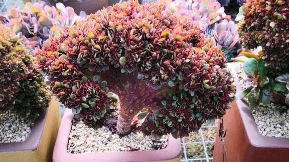 云之南多肉园扇形的糖果缀化老桩来了这颜值谁都顶不住