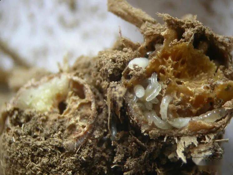 1,韭菜上的韭蛆用农药灌根,这可能是最有效的方法了韭菜上的韭蛆可以