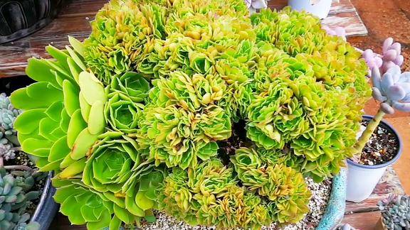 云南多肉植物欣赏绿羊绒缀化体型有点大