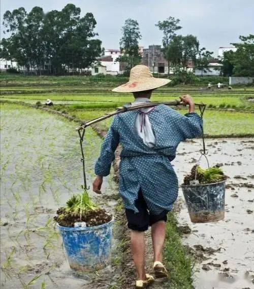 2021年猪价高,蔬菜涨,粮食涨,农民工回家种田能不能赚钱?