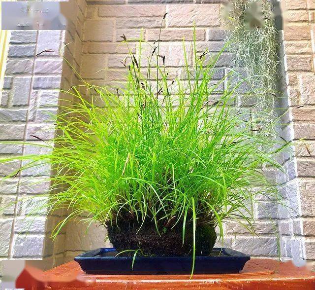 国外山野草盆景作品欣赏_苔藓