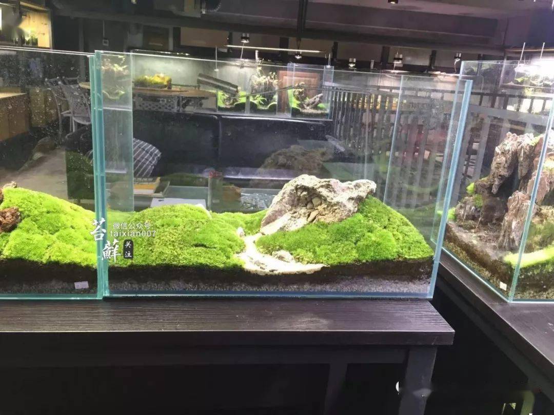 看看这位高手是怎么把青苔养得如此极品的!_苔藓