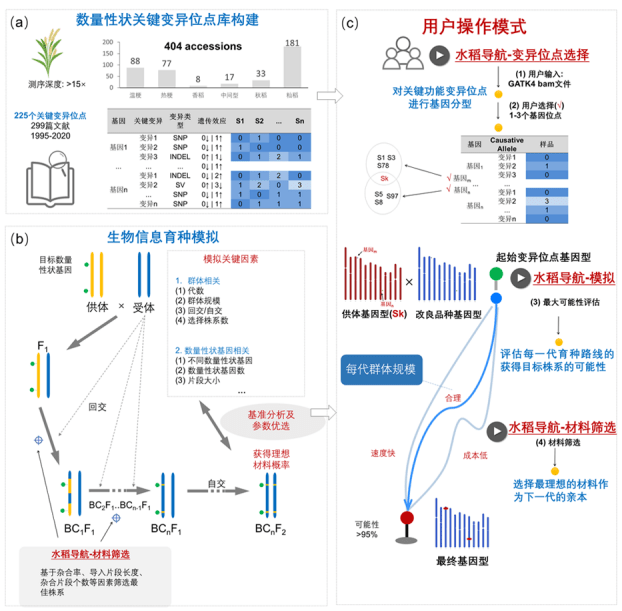 开发|中国科学家开发出水稻基因的“定位导航系统”，加速水稻育种