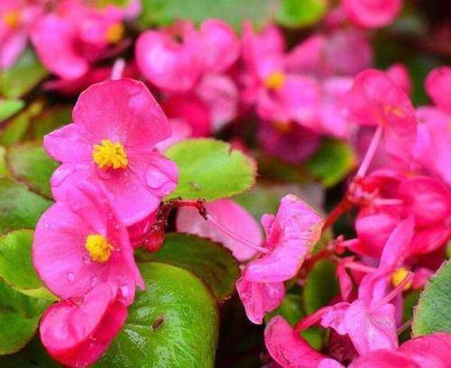 四季海棠花怎么养 四季海棠的扦插方法和时间 海棠花养殖 海棠花养殖技巧 海棠花护理 海棠花护理知识 海棠花养殖技巧 园艺知识 养花 大全 花卉 花卉图片 养花知识 家庭养花 养花网站 花百科