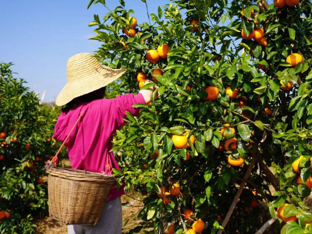 高要小湘有"柑"执!大社香妃最诱人!