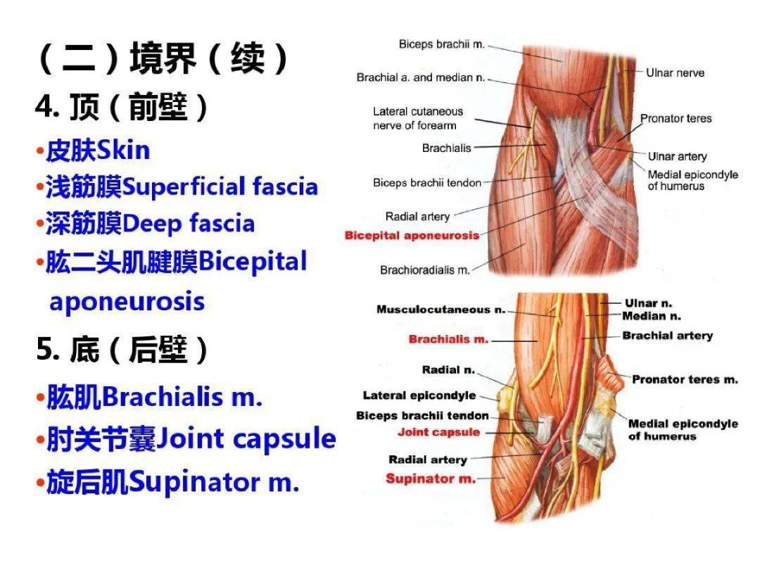 超详细上肢局部解剖