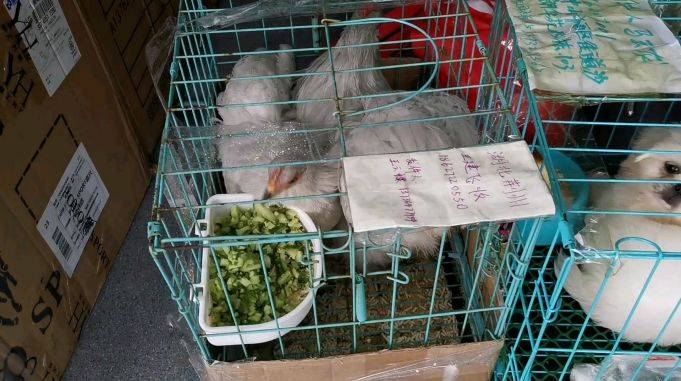 领养的260的小泰迪大家看看品相如何鸡现在都成宠物了