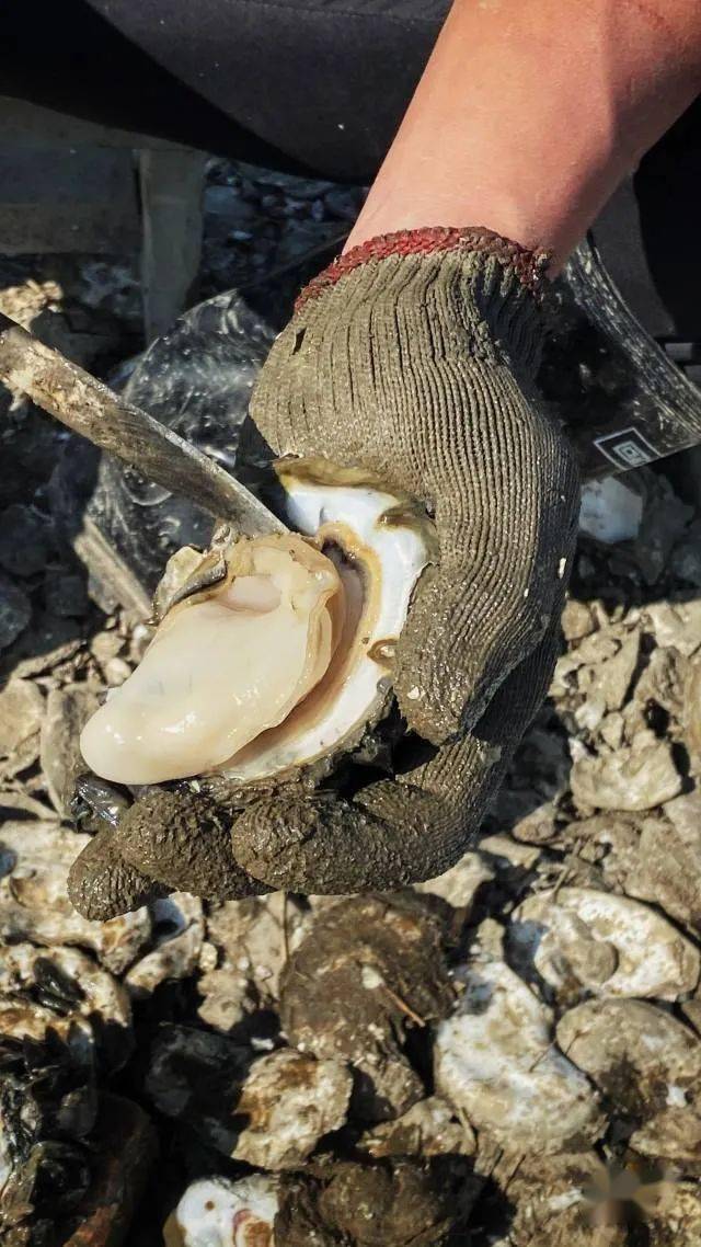 一个形态完整的蚝肉呈现眼前切断它的闭壳肌再用蚝刀,探进缝隙来回划