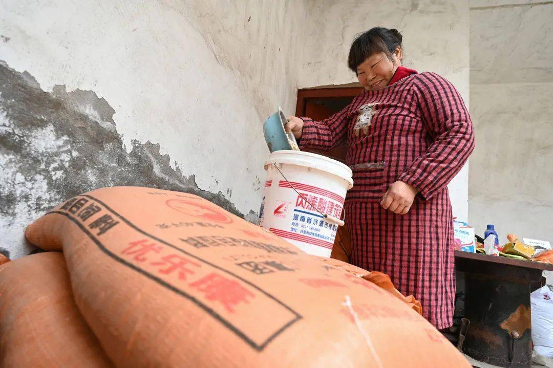 赵小妮正在往桶里装饲料准备喂猪