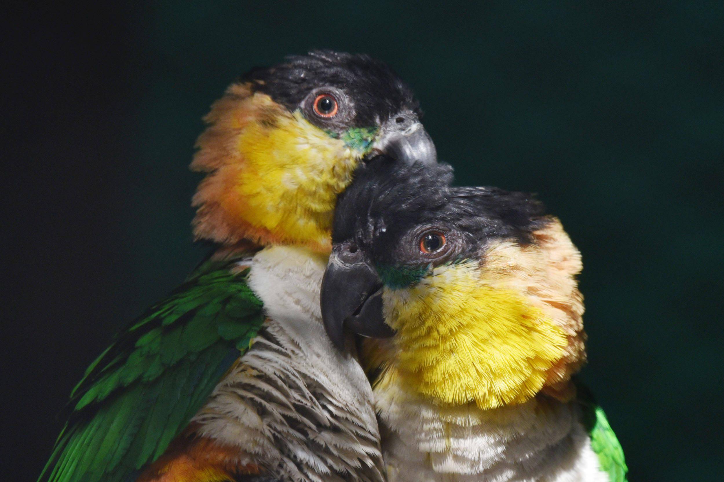 立春深圳野生动物园鸟类秀恩爱大比拼