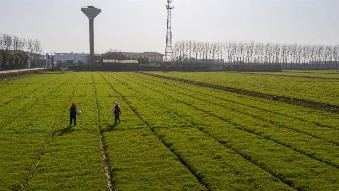 1月29日,庐江县白湖农场,人们在给小麦施肥.