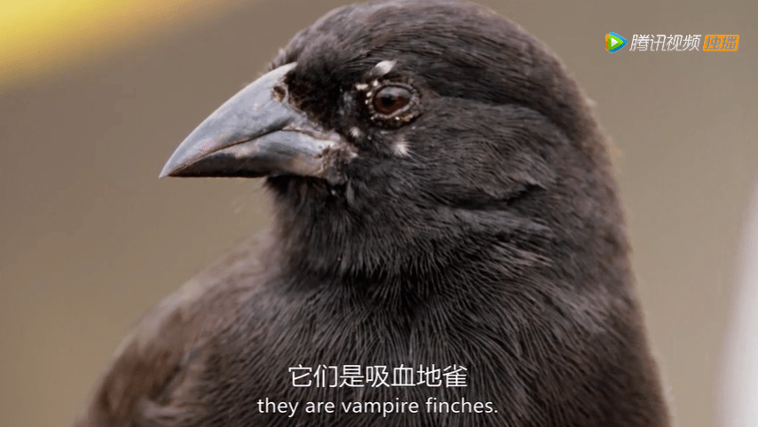 9.8,这神作终于不用找资源_雏鸟