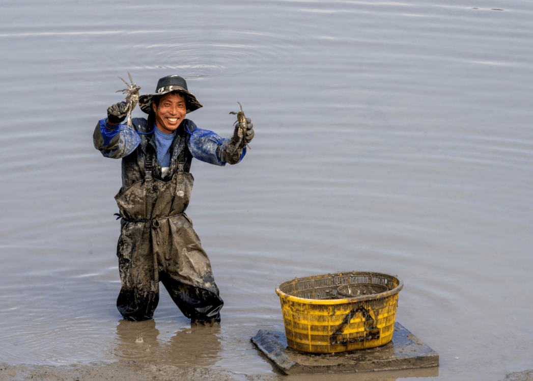 养殖户们正在忙着收获梭子蟹