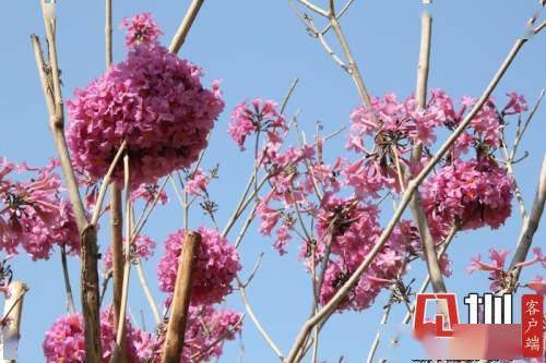 什么时候入春 2a07a265cc964240b5617b6e57643d90.jpeg