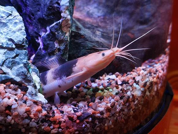 "牛鱼"你见过吗?这个展览让你一次看齐8种