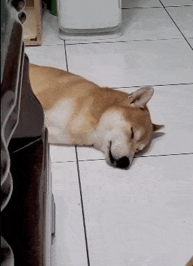 狂舔地板的这位,不知道是梦见香喷喷的大鸡腿,还是隔壁老王家做的烤鸭