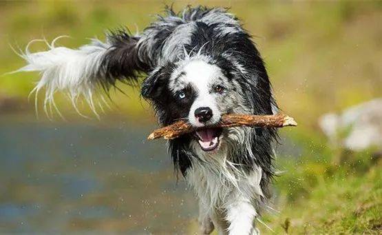 狗为啥喜欢叼东西 855ec174e77d451cb29741916f39603d.jpeg