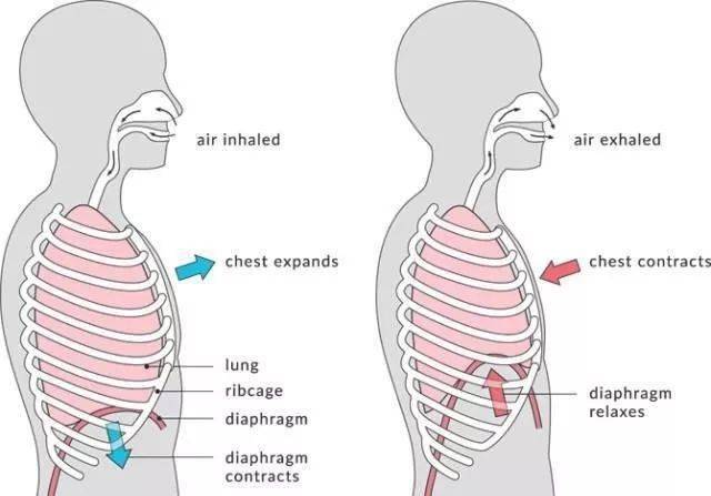 【健身篇】为什么你的胸很大,却看起来很小?_肋骨