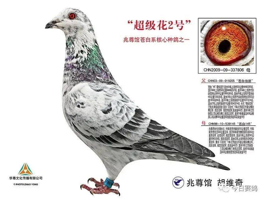 用一羽麒麟花羽色的鸽子做育后代,一般在下一代就可出现麒麟花羽色的