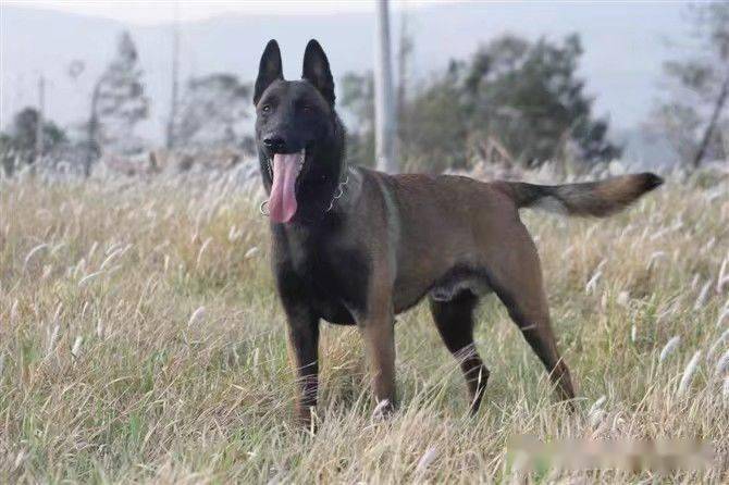 因为护主被枪打死的忠犬"哈瑞肯"_马犬