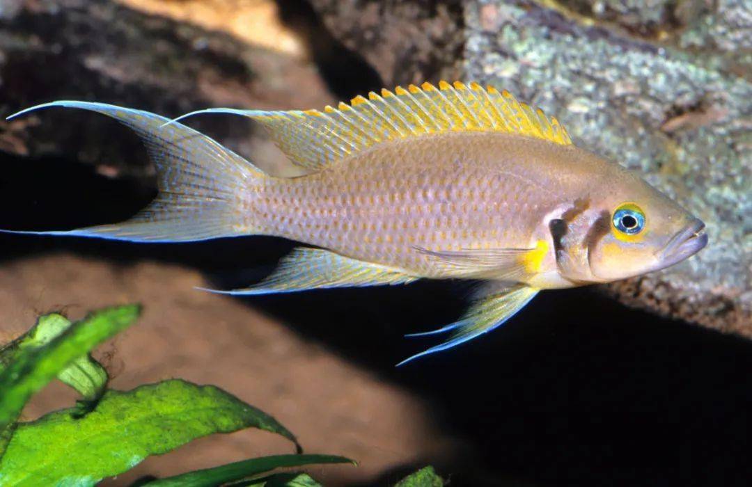 一般天堂鸟类白尾(neolamprologus brichardi var)燕尾鱼的地域变种