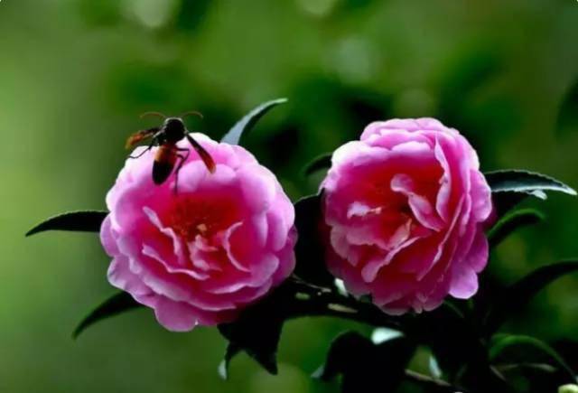 花的排名榜_欧美男明星颜值排名榜