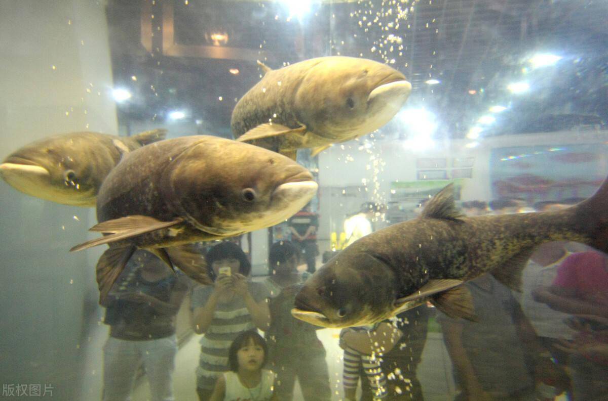 查干湖的生意经单网30万斤有机鱼照抄千岛湖模式