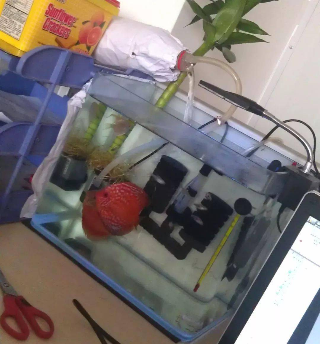 迷你鹦鹉鱼吃水果吗_迷你鹦鹉鱼吃了小鱼又吐出来_迷你鹦鹉鱼换完水为什么不吃东西