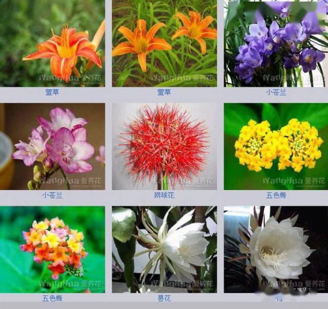 世界上最全的花,认花不求人