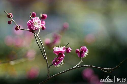 花枝什么颤成语_花枝鼠(4)