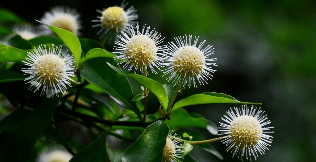 的形态细叶水团花全株皆可入药具有清热解毒之功效细叶水团花喜生水边