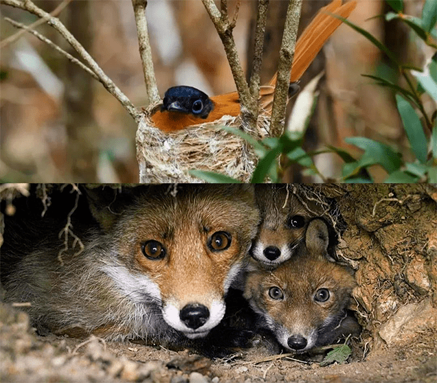 神奇動物的魔性生活這3部紀錄片一定要給孩子看