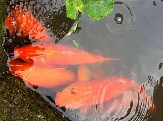 一条14斤的肥硕荷包大鲤,曾被誉为"人间天物"_鲤鱼