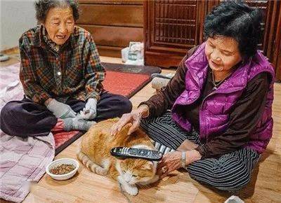 被奶奶帶大的橘貓，這畫風果然就是跟別人家的貓咪不太一樣啊... 萌趣萌寵 第26张