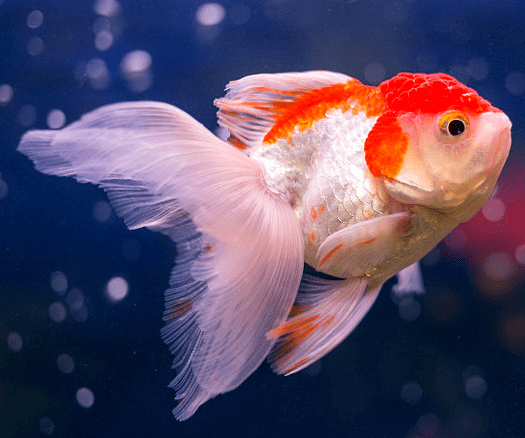 牛气的金鱼展来了.邀您一起开启"鱼"乐生活!_海底世界