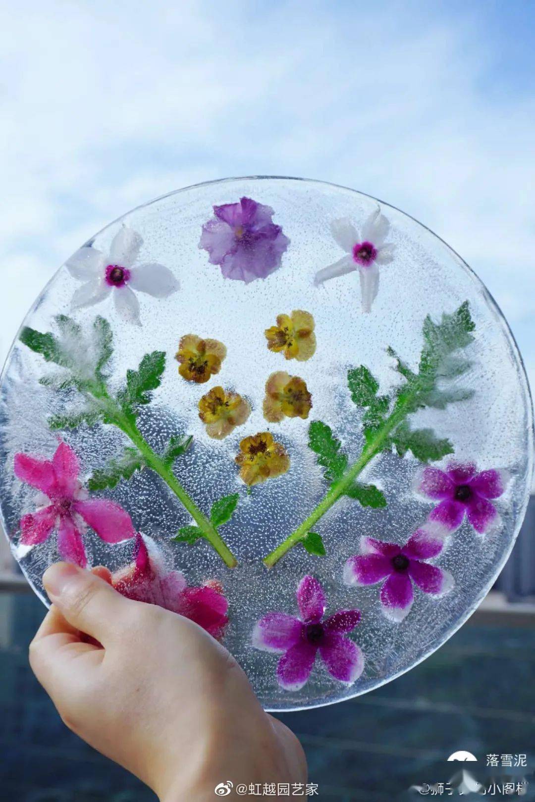 冻冰花美上热搜600万人都在看南方人坐不住了