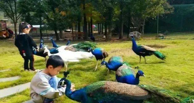 超棒秒杀宁海依山农场萌宠乐园邀你开启神奇动物之旅