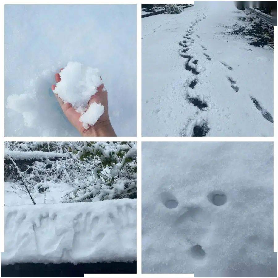 看深圳的第①场真雪!打雪仗,堆雪人.n多玩法等你来发掘!