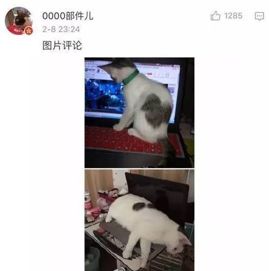 貓貓小時候VS長大後，鏟屎官們都開始懷疑人生了，哈哈哈！ 萌趣萌寵 第15张