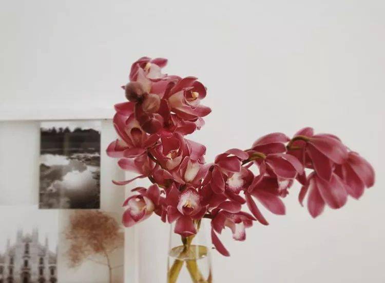 新年花的正确打开方式 第一个 真的太漂亮了 百合