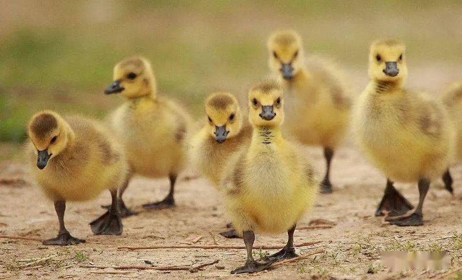 怎样判断雏鹅品质的好坏?