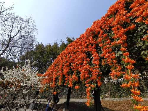 白云山举办岭南诗词大会飞花令邀请赛